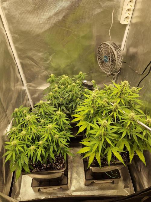 Gift Seeds. Week 7