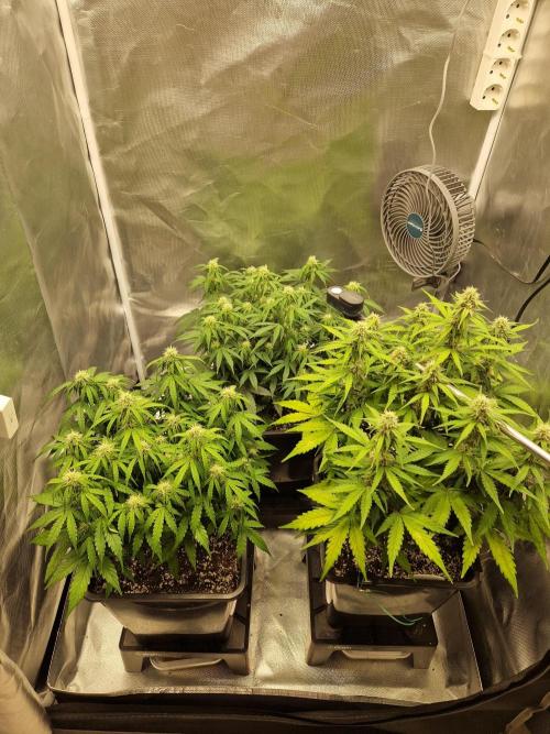 Gift Seeds. Week 7