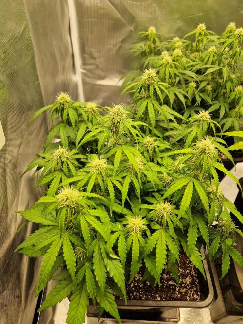 Gift Seeds. Week 7