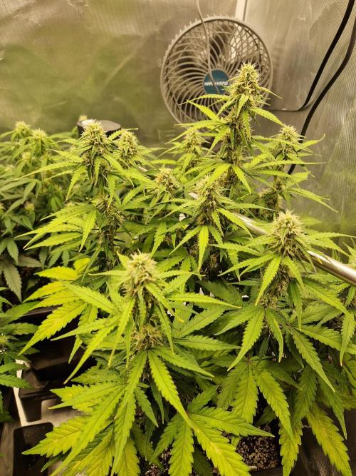 Gift Seeds. Week 7