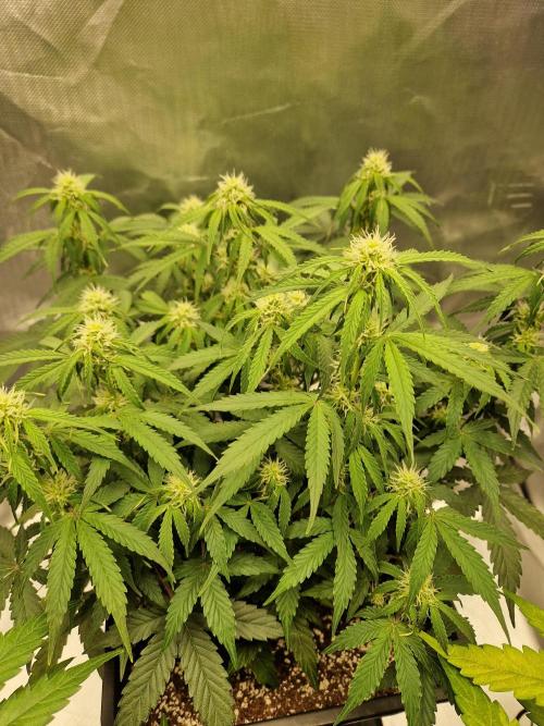 Gift Seeds. Week 7