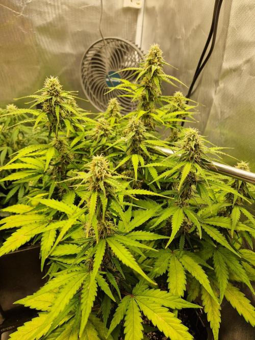 Gift Seeds. Week 7
