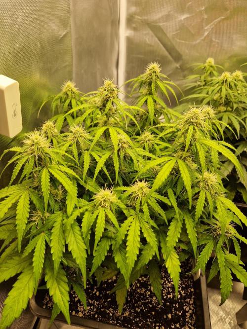 Gift Seeds. Week 7