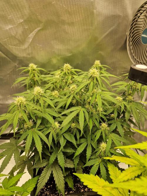 Gift Seeds. Week 7