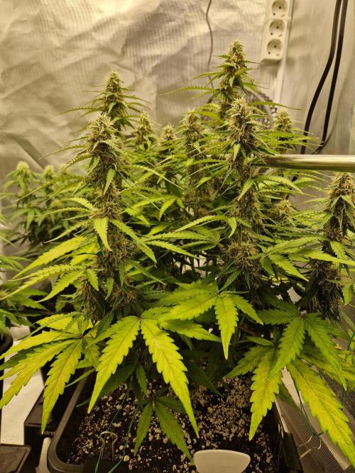 Gift Seeds. Week 7