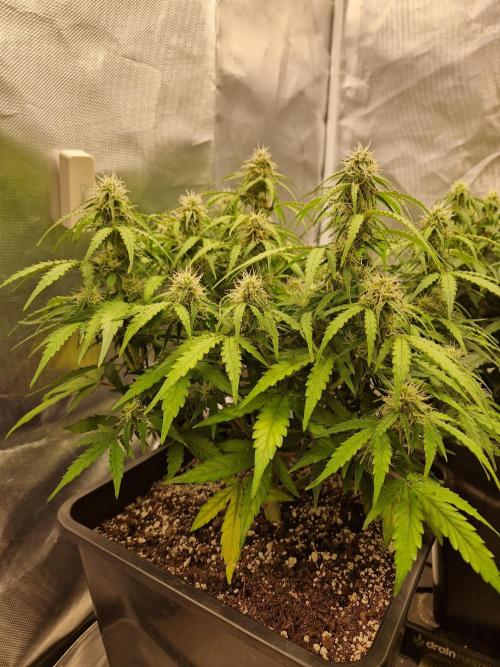 Gift Seeds. Week 7