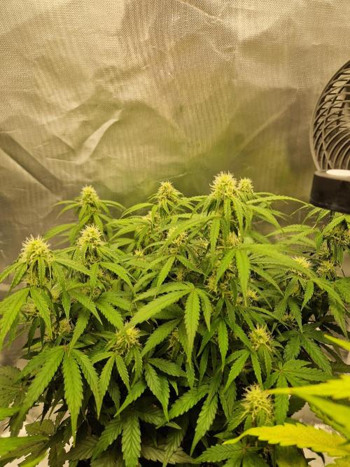 Gift Seeds. Week 7