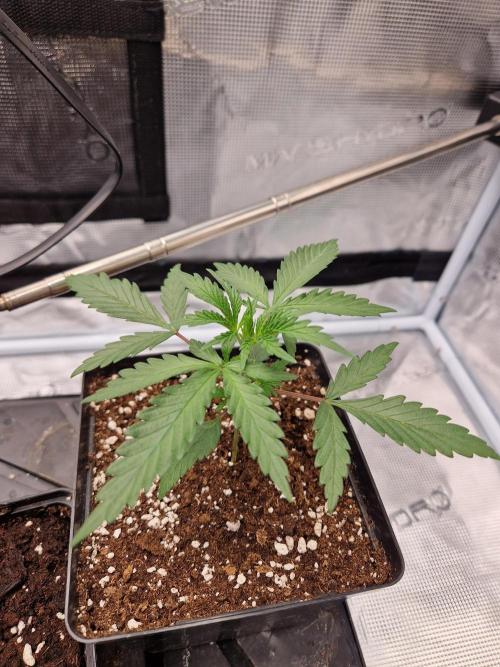 Zamnesia Grow Runtz. Week 3