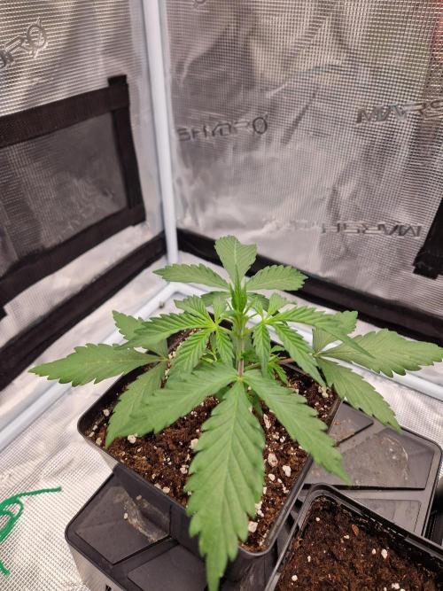 Zamnesia Grow Runtz. Week 3