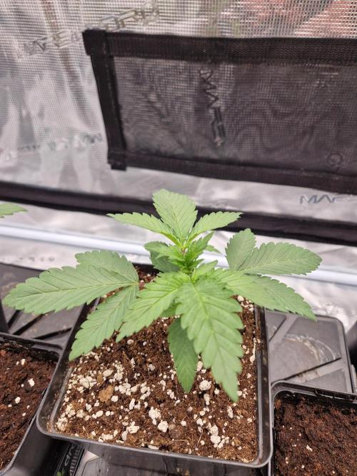 Zamnesia Grow Runtz. Week 3