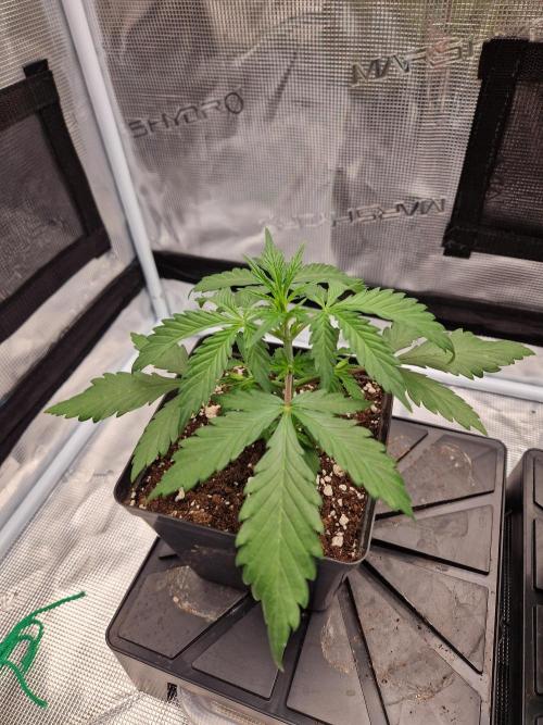 Zamnesia Grow Runtz. Week 3