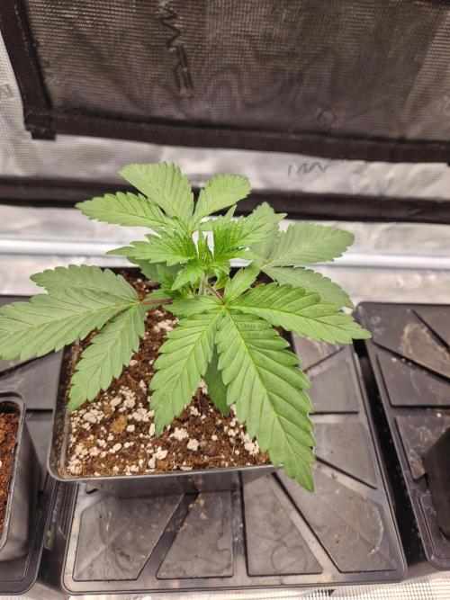 Zamnesia Grow Runtz. Week 3