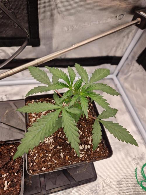 Zamnesia Grow Runtz. Week 3