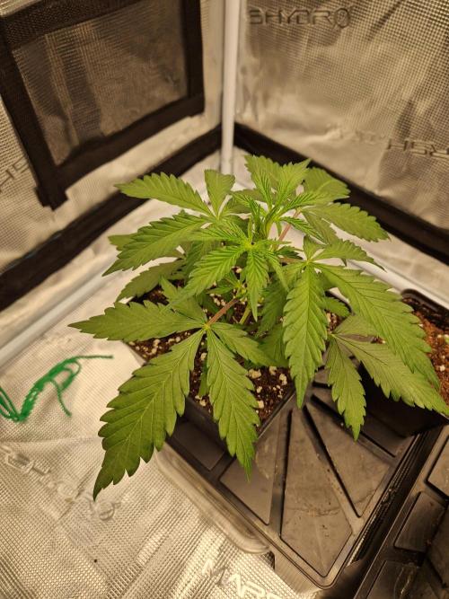 Zamnesia Grow Runtz. Week 3