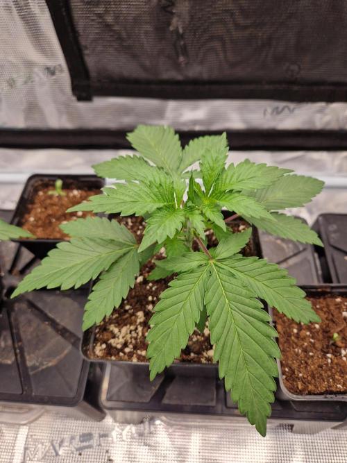 Zamnesia Grow Runtz. Week 3
