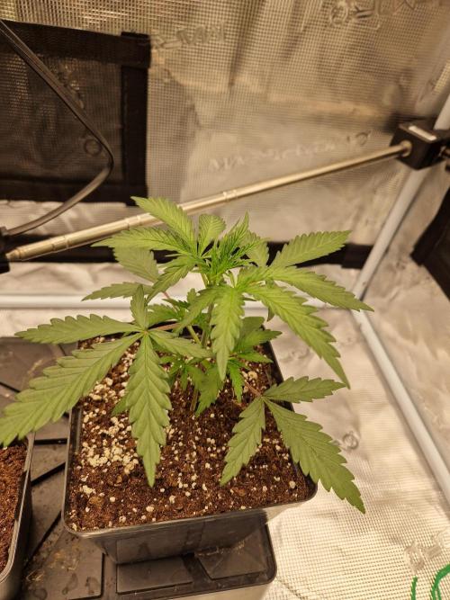 Zamnesia Grow Runtz. Week 3