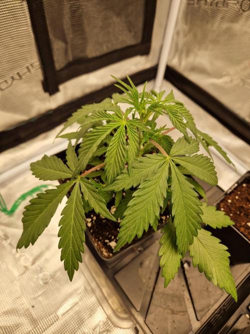 Zamnesia Grow Runtz. Week 3