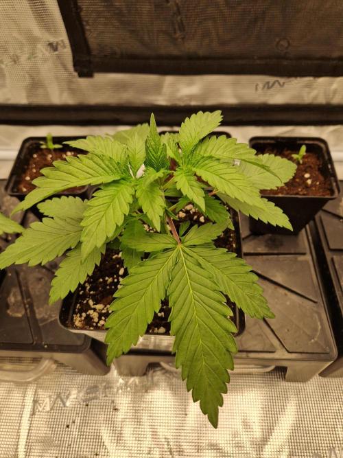 Zamnesia Grow Runtz. Week 3