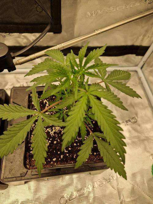 Zamnesia Grow Runtz. Week 3