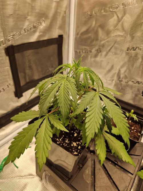 Zamnesia Grow Runtz. Week 3