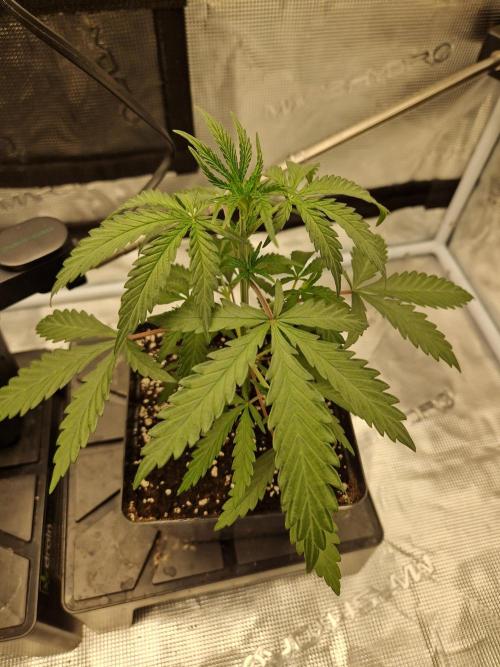 Zamnesia Grow Runtz. Week 3