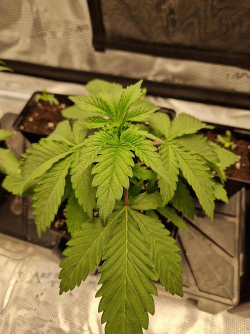 Zamnesia Grow Runtz. Week 3