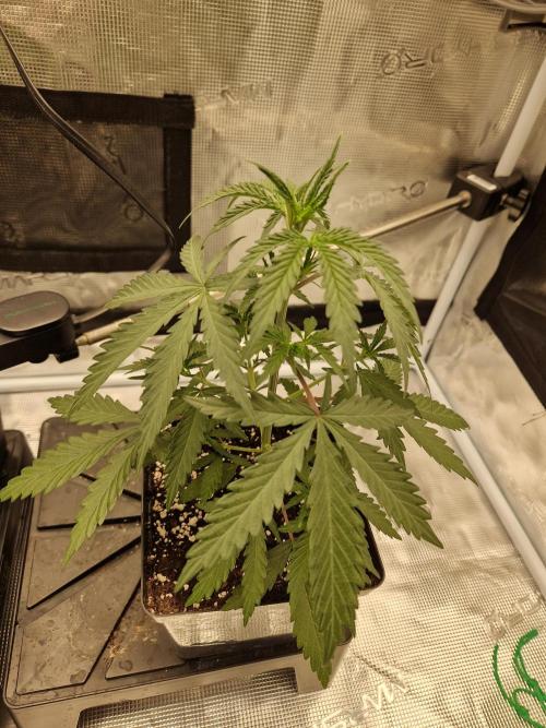 Zamnesia Grow Runtz. Week 3