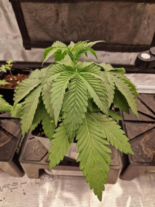 Zamnesia Grow Runtz. Week 3