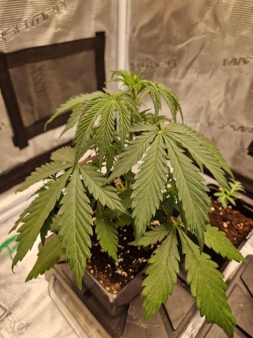 Zamnesia Grow Runtz. Week 3