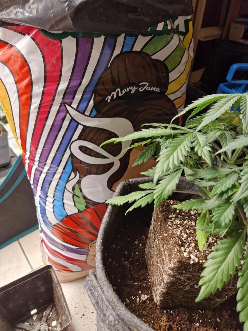 Zamnesia Grow Runtz. Week 3