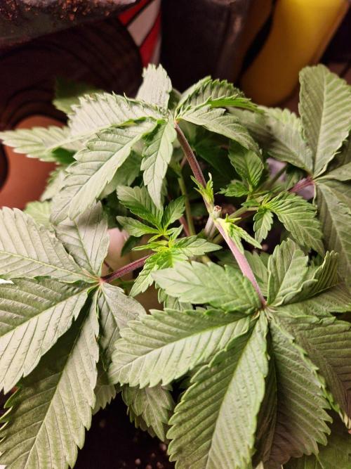 Zamnesia Grow Runtz. Week 3
