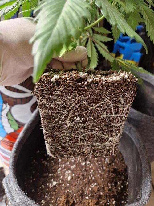 Zamnesia Grow Runtz. Week 3