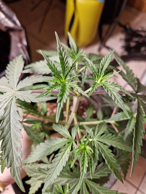 Zamnesia Grow Runtz. Week 3