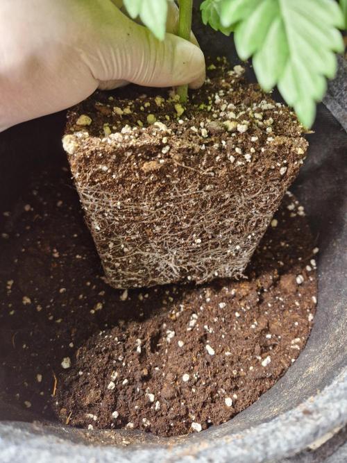 Zamnesia Grow Runtz. Week 3