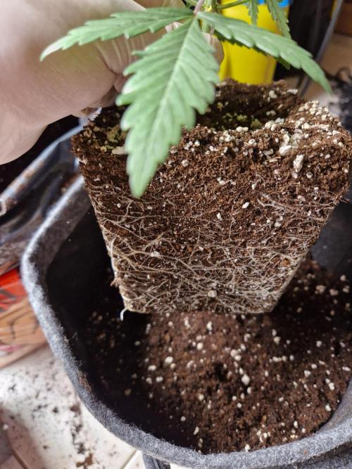 Zamnesia Grow Runtz. Week 3