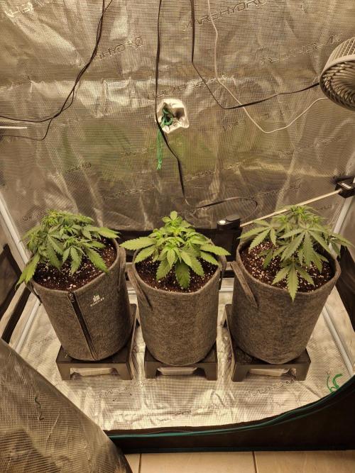Black Runtz. Week 3