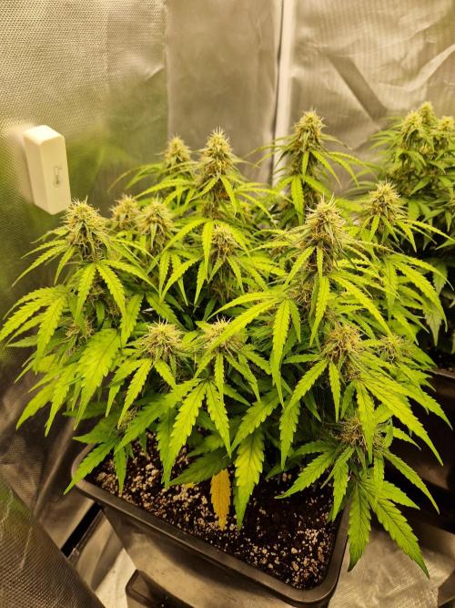 Gift Seeds. Week 8