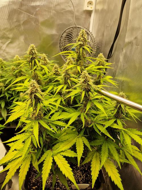 Gift Seeds. Week 8