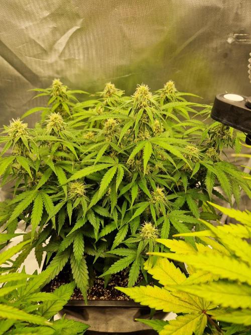 Gift Seeds. Week 8