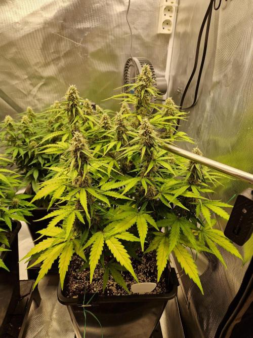 Gift Seeds. Week 8
