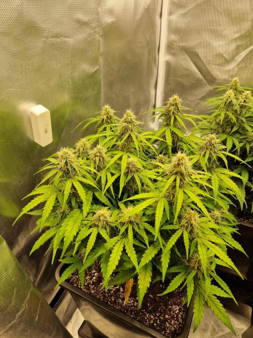 Gift Seeds. Week 8