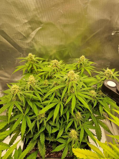 Gift Seeds. Week 8
