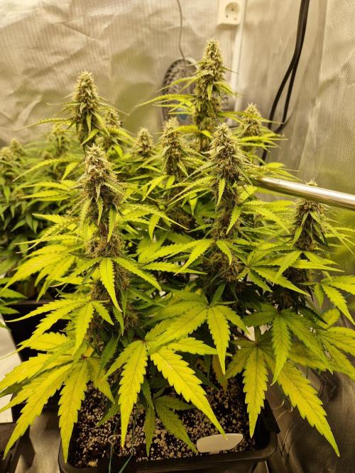 Gift Seeds. Week 8