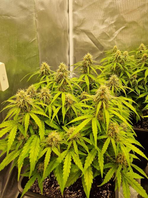 Gift Seeds. Week 8