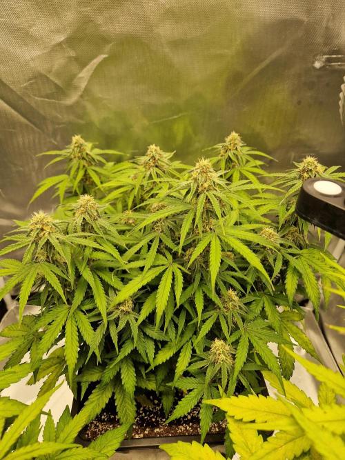 Gift Seeds. Week 8
