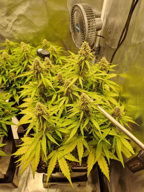 Gift Seeds. Week 8