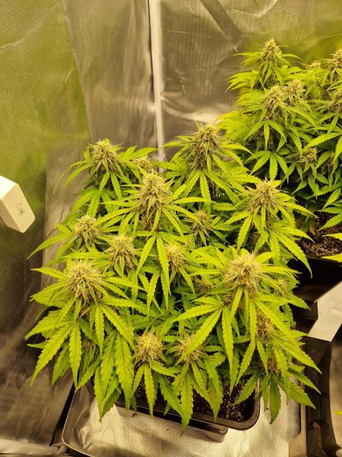 Gift Seeds. Week 8
