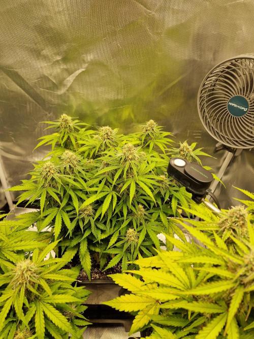Gift Seeds. Week 8