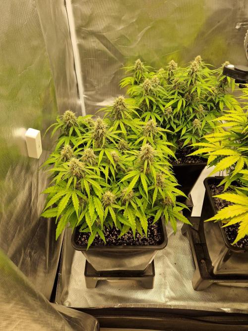 Gift Seeds. Week 8