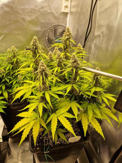 Gift Seeds. Week 8